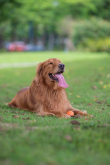 Golden retriever squatting on the grass