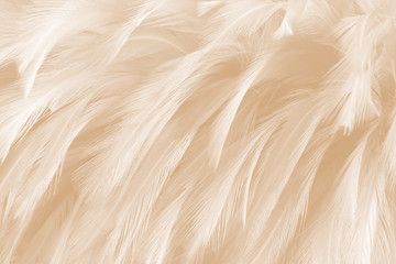 beautiful feathers line texture background