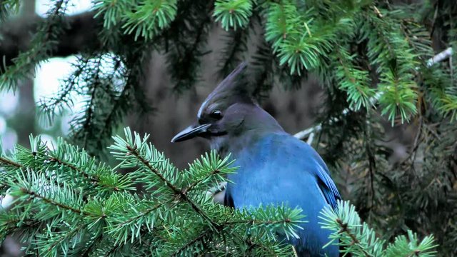 Steller's jay bird, blue jay perched in fir tree