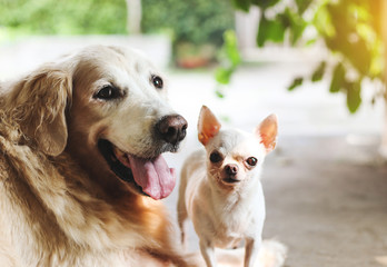 Golden retriever dog and white short hair Chihuahua dog are together in the garden , smile and look at the camera.