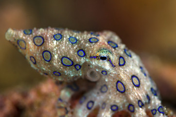 blue ringed octopus