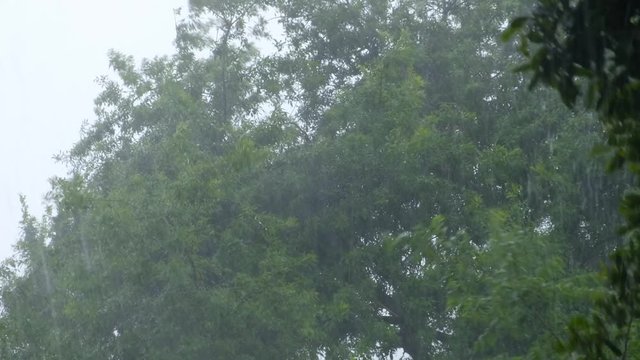 Heavy rain, trees blowing in the wind and rain