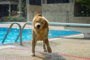 Golden Retriever Dog Shaking Water by Swimming Pool