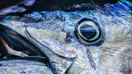 Close up of a yellow fin tunas eye