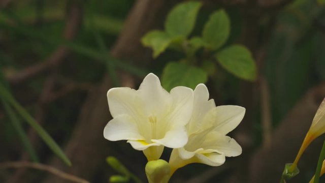 white Freesia refracta in backyard