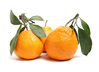ugly tangerine on a white background 