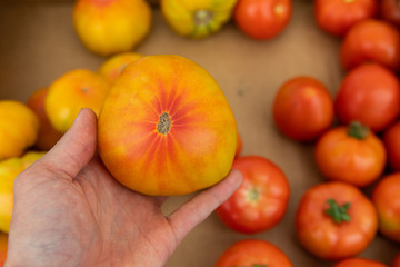 Organic produce at a farmer's market. A first person perspective of a man holding a large bright yellow and orange variety of tomato over a market stall selling fresh produce with copy space.