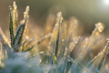 Grass in the frost. Soft focus. Late autumn plant blurred background in cold tones.November and December. 