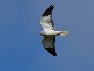 Hen harrier (Circus cyaneus)