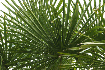 Fototapeta na wymiar Palm leaves against the sky