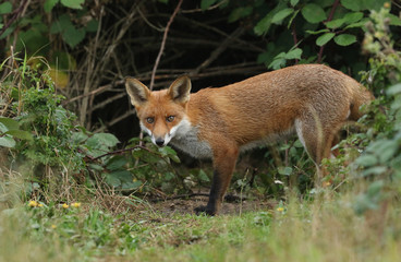 Naklejka na ściany i meble A hunting wild Red Fox cub, Vulpes vulpes, emerging from the undergrowth.