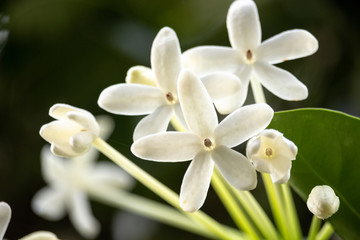 Fototapeta na wymiar Shinny flowers