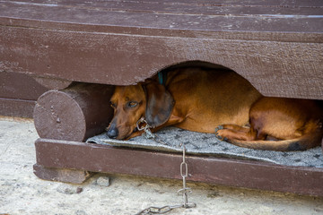 Dog Dachshund tied with a chain lies in his kennel and sad, animal cruelty