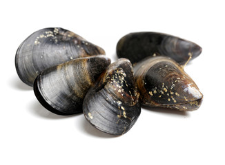Fresh mussel on white background