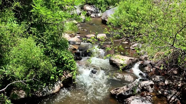 Water flowing from off the trail of Jemez Mountains in New Mexico. The relaxing movement of the water brushes through the bright green surrounding trees.