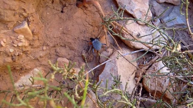 Black beetle in todra gorge morocco crawling on dirt with camera following its journey