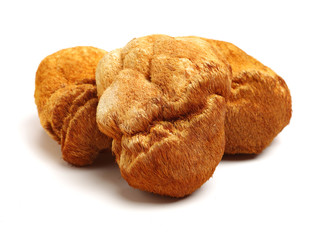 hericium erinaceus on white background