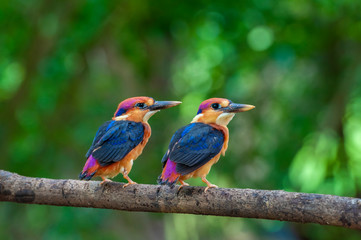 Oriental Dwarf Kingfisher Cheeks near Chiplun,Maharashtra,India