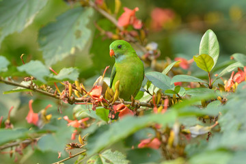 Vernal Hanging parot near Satara,Maharashtra