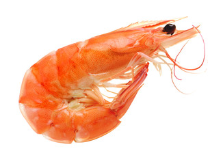 shrimps on a white background