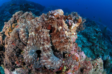 Reef octopus
