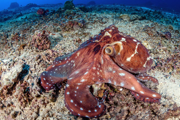 Reef octopus © mekanphotography