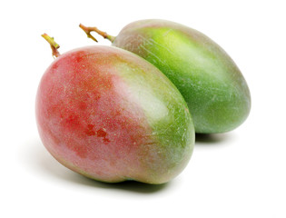 mangos on a white background