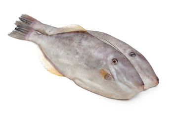 Filefish, Thread-sail filefish fish on white background