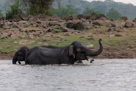 Elephant Herd bathing in kabini backwaters,Kabini,Nagarhole,Karnataka,India