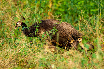 Loving, Caring and Protective mother peahen or female Peafowl with playful peachicks or chicks trying their first fly. National Bird of india.