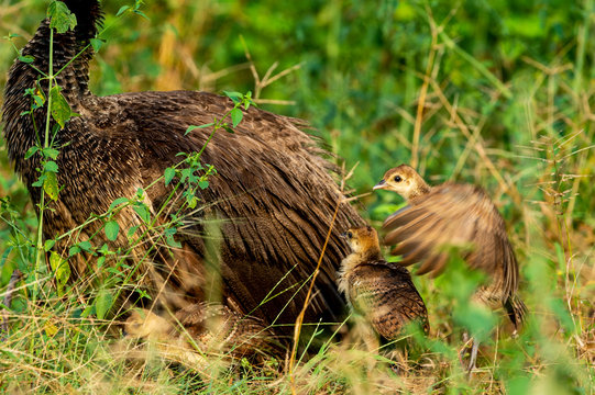 Loving, Caring and Protective mother peahen or female Peafowl with playful peachicks or chicks trying their first fly. National Bird of india.