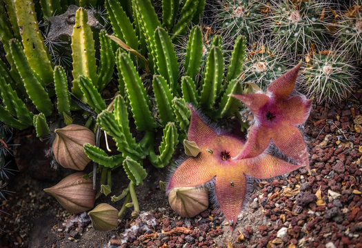 Starfish flower cactus or Stapelia grandiflora in bloom. The flower smells of rotten flesh and attracts flies. 