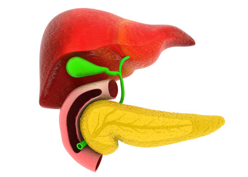 Human liver with pancreas. 3d render