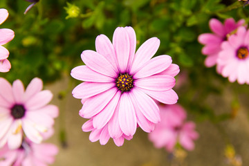 Fototapeta premium blooming flower