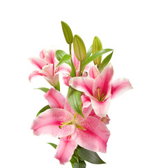 Pink Lilies isolated on a white background.