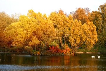 Photo of an autumn landscape with yellow trees on a pond