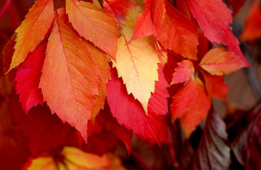 Naklejka na ściany i meble Beautiful macro photo of red leaves in the park