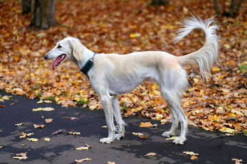 Macro photo of a beautiful white greyhound dog