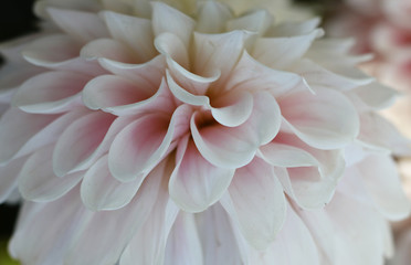 White  flower with pink petals. Details of filled Dahlia. 