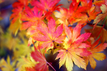 Naklejka na ściany i meble Beautiful macro photo of red leaves in the park