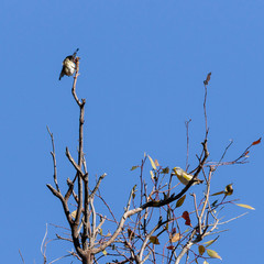 Striated Pardalotes in a tree