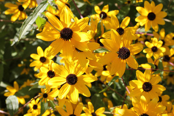 Sunlight plays with yellow sunhat / rudbeckia flower heads.  High angle view. 