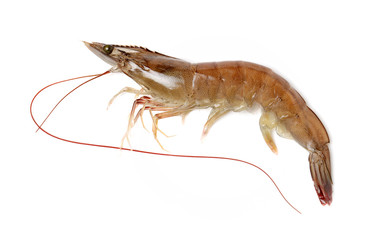shrimps on a white background 