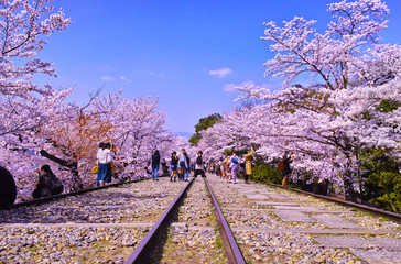 京都市東山区、桜が満開の蹴上インクライン