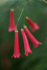 Russelia equisetiformis ornamental garden flower close up