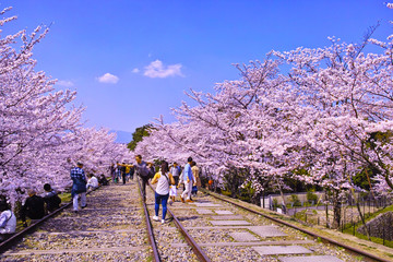京都市東山区、桜が満開の蹴上インクライン