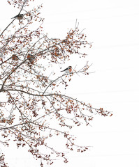 Winter, snow, mountain ash, bullfinch. Siberia. A stocky Eurasian finch with a short, thick bill, and typically with gray or pinkish plumage, dark wings, and a white rump.