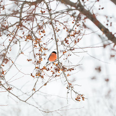 Winter, snow, mountain ash, bullfinch. Siberia. A stocky Eurasian finch with a short, thick bill, and typically with gray or pinkish plumage, dark wings, and a white rump.