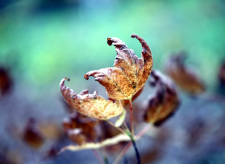 Obraz premium Macro photo of wilted leaves in autumn park
