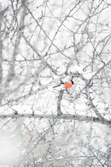 Winter, snow, mountain ash, bullfinch. Siberia. A stocky Eurasian finch with a short, thick bill, and typically with gray or pinkish plumage, dark wings, and a white rump.